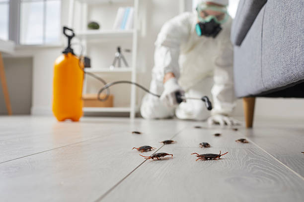 Post-Treatment Bed Bug Interceptor Monitoring in Rancho Santa Margarita